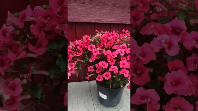 ахименес "Pink Elfe" смотреть онлайн