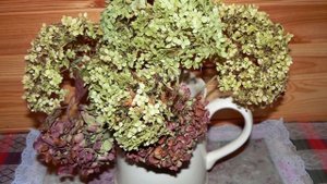 Как сушить гортензию для зимних букетов