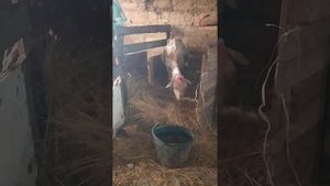 Вздулся живот у овцы, Тимпания.