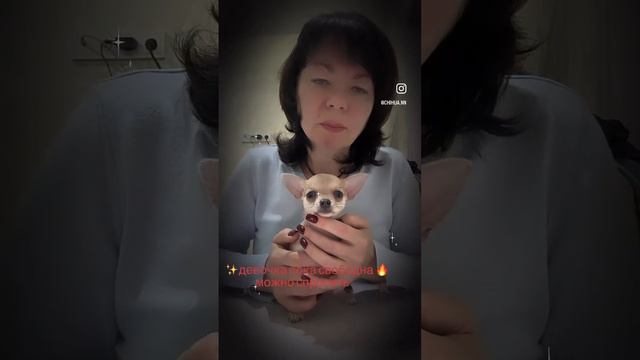 🔥малышка #чихуахуа # #чихуахуапродается #чихуахуапродажа #щенкичихуахуа #чихуахуа #щенки