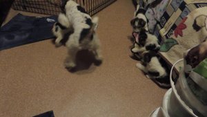 Щенки фокстерьера