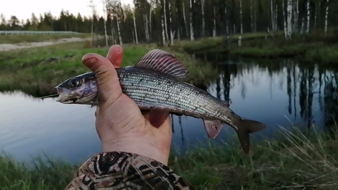 Хариус на поплавок.
