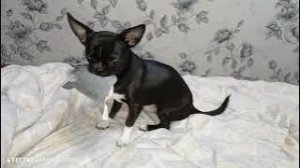 Чишка и игрушка кабан, жадина.