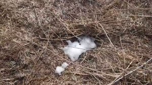 Опять ОБЕСТОЧИЛИ!!!СПАСАЕМ ПТИЧКУ\ Обзор Огорода ДО чистки\Семья Перовых\