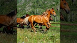 Лошади в Горном Алтае / Как кони живут на конно-туристической стоянке / Хорошее видео про лошадей