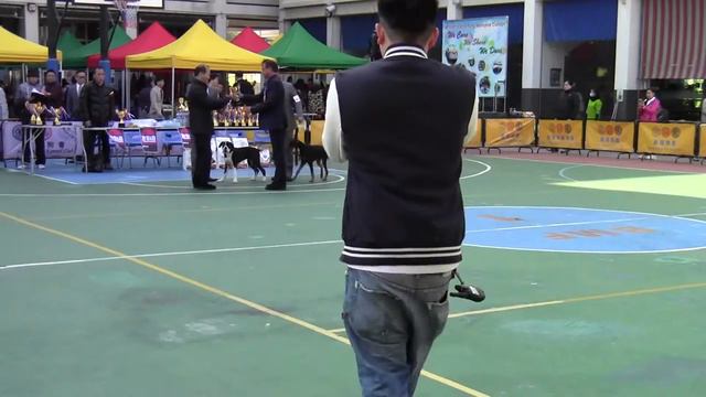 197 FCI Group 2 Jr Puppy смотреть онлайн