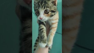 Холодильник Nord 15+ лет, не отключается, течёт и чуть котэ #ставрополь #ремонтхолодильника