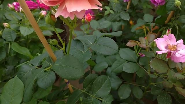 Чудесные РОЗЫ КФХ ГРАНДИФЛОРА???? смотреть онлайн