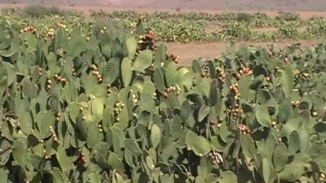 Кактусы с съедобными плодами поезд Каса-Марракеш смотреть онлайн