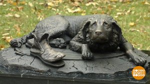 Собаке нужен дом! Доброе утро. Фрагмент выпуска от 07.10.2019