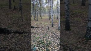 Меня звать Михаил, ищу грибы в лесу, белые грибы и подберëзовики