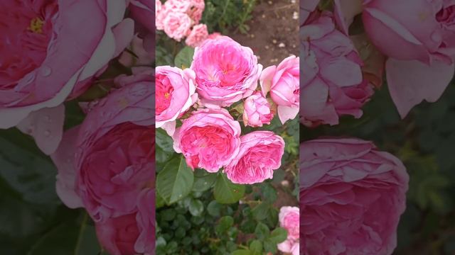 Róża 'Modern Art'; rose #rose