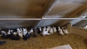 Гусь-Хрустальный, Пермские голуби Виктора Лобкова.