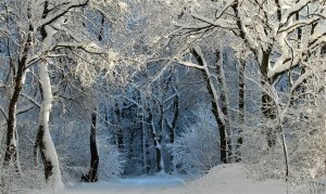 Зимний лес Релакс