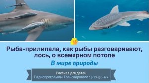 2. Рыба-прилипала, как рыбы разговаривают, лось, о всемирном потопе  «В мире природы"