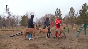 Немецкий дог: подробно о породе, характере и нюансах ухода