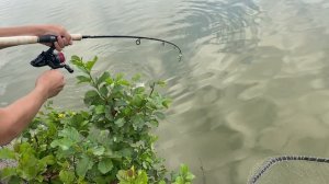 Поймали. Это рыба🫣