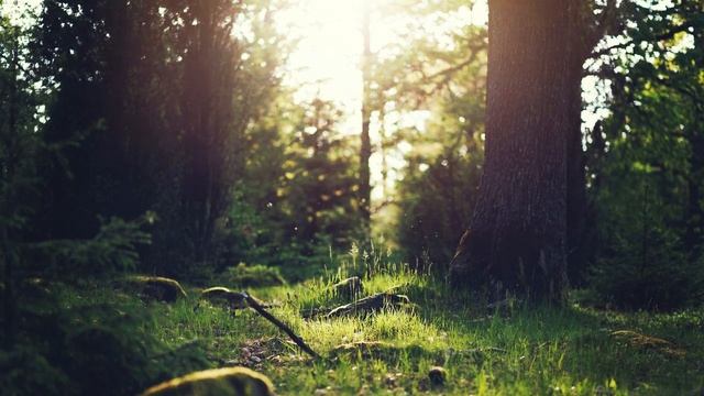 Nature forest screensaver Live wallpaper No copyright, No watermark смотреть онлайн