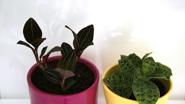 Ludisia discolor and Macodes petola timelapse - 5 days смотреть онлайн