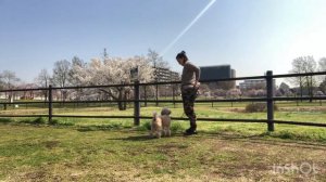 Догтренинг в Японии. Той пудель Нами. Dog training in Japan.  Toy poodle Nami.