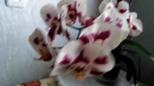 Орхидея Polka dots, первое домашнее цветение.