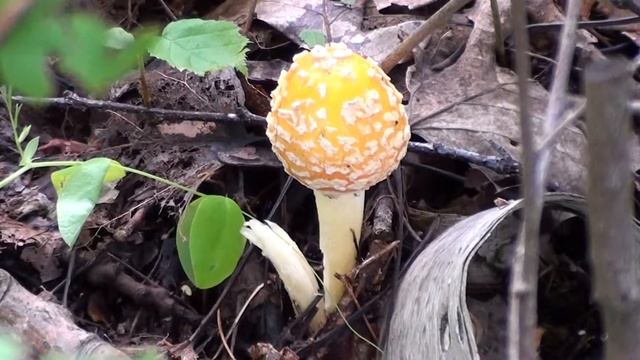 Amanita Mushroom (Amanita muscaria)