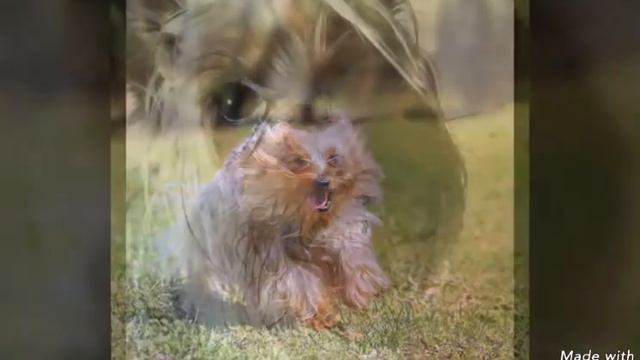 АВСТРАЛИЙСКИЙ Шелковистый терьер _  Lika Te pets