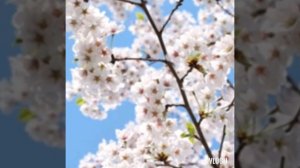 "Росте черешня в мами на городі".Караоке.Монтаж Світлани Пігель.