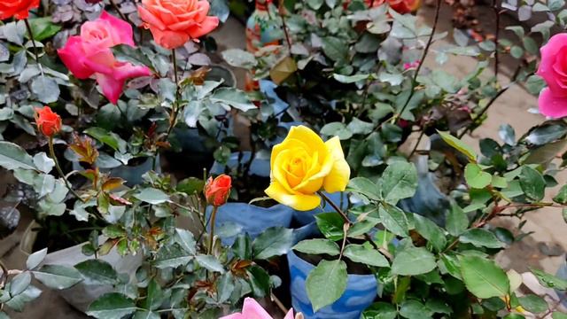 Lily's Pinky Rose & Yellow Colour Hibiscus Flower Plant !! Flower Plant Market At Galiff Street смотреть онлайн
