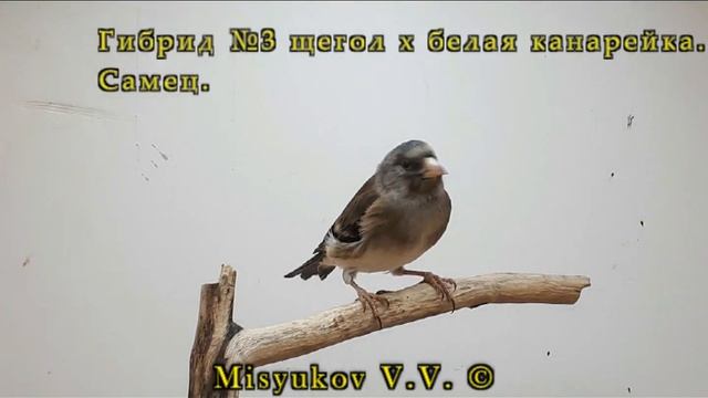 Гибриды щегла и канарейки смотреть онлайн