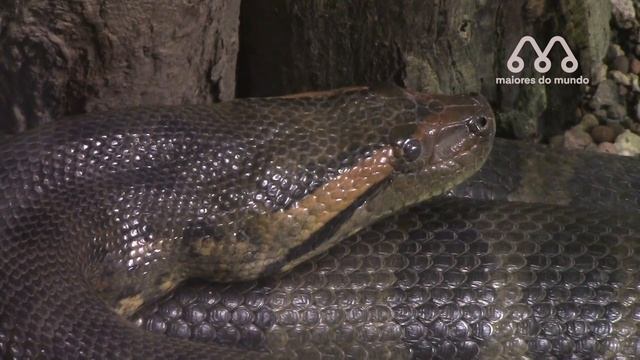 SUCURI vs PITON: QUEM VENCE ESSA LUTA? смотреть онлайн