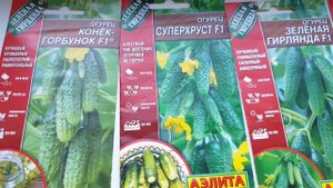 Выбираем САМЫЕ УРОЖАЙНЫЕ сорта ОГУРЦОВ! Пучковые огурцы. Семена АЭЛИТА! Семена Седек. Семена Манул.