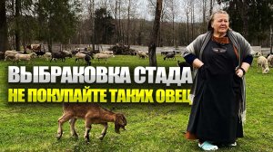 Выбраковка стада. Что делать если ягнята сосут один сосок?