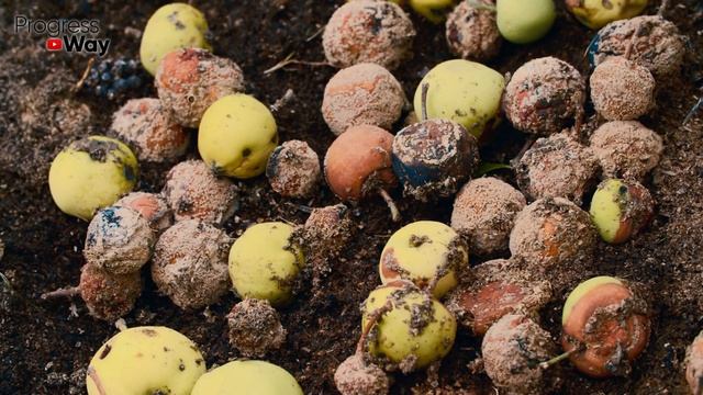 КУДА ДЕВАТЬ ОПАВШИЕ ЯБЛОКИ ! УТИЛИЗИРУЕМ ПАДАЛИЦУ С ПОЛЬЗОЙ ДЛЯ ОГОРОДА смотреть онлайн