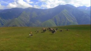 VID_20240229_001055_317.mp4