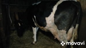 ОТЕЛ КОРОВЫ ГОЛШТИНСКОЙ ПОРОДЫ В НАШЕМ ХОЗЯЙСТВЕ!КРУПНЫЙ ТЕЛЕНОК!ИСТОРИЯ ПОЯВЛЕНИЯ КРАСУЛИ У НАС!