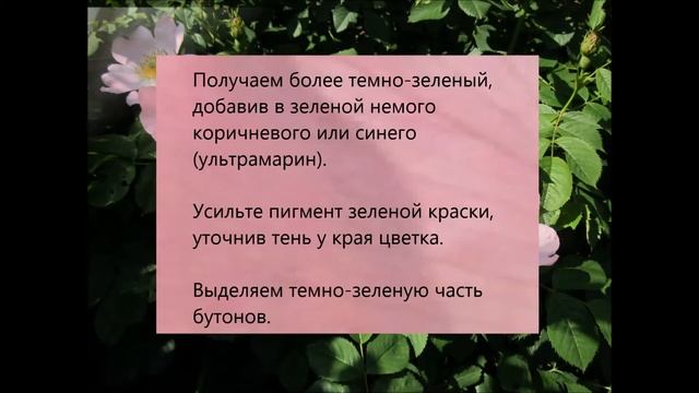 Рисование акварелью. "Цветущий шиповник"