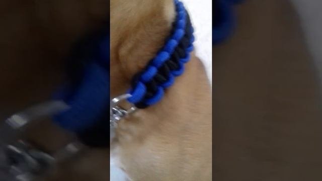 Красивый ошейник для крупных собак