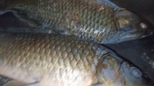 рыба Сазан чешуя лайфхак проверка обзор