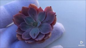 Echeveria cv Pinky (3)