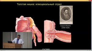 Анатомия и физиология толстой кишки, заднего прохода и тазового дна. Часть 1