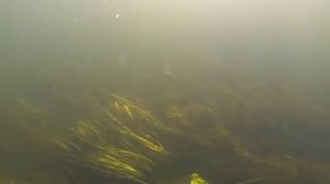 р. Проня ,Рязанская область.