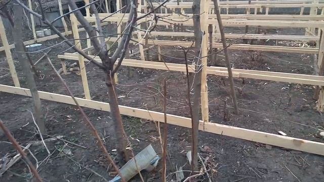 Реализуем недорого саженцы малины Таганка