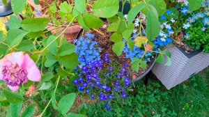 June garden tour - part 1! The blue garden 🌱🌹💐