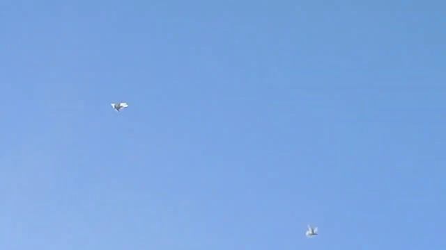 посадка белых голубей. смотреть онлайн