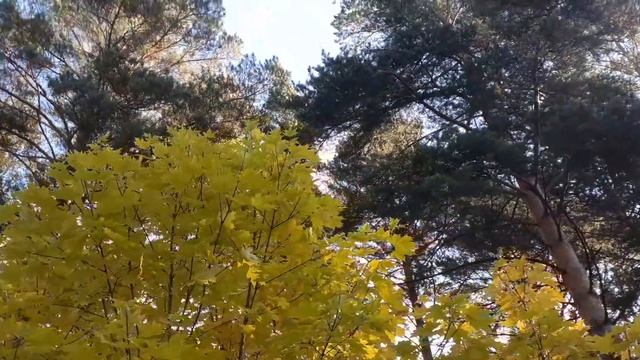 Клен остролистный осенние тона группа, композиция. Небольшой обзор. смотреть онлайн