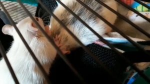 Подселение крысёнка к крысам #часть1. Крысёнок Сеня. Крысёнок и взрослые крысы.  Все не так просто!