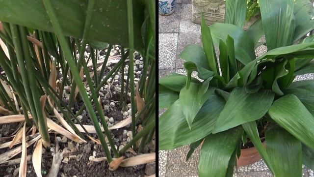 Como cuidar y reproducir Aspidistras, Pilistras u Orejas de Burro (Aspidistra Elatior) смотреть онлайн