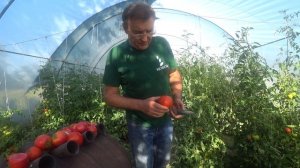 Новинки индетерминантных томатов Бронзон F1, Рок F1, Мирсини F1