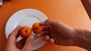 29 июня 2020 г.: созрел абрикос Томкот, абрикос Оранж Ред и абрикос Робада еще зеленые